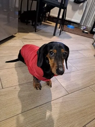 Puffer Dachshund Coat