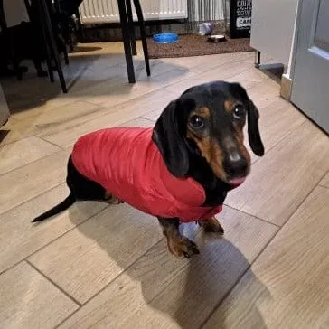 Puffer Dachshund Coat