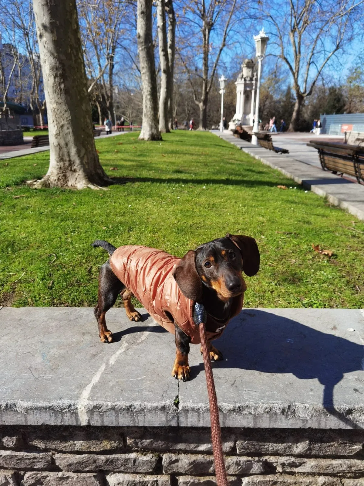 Puffer Dachshund Coat