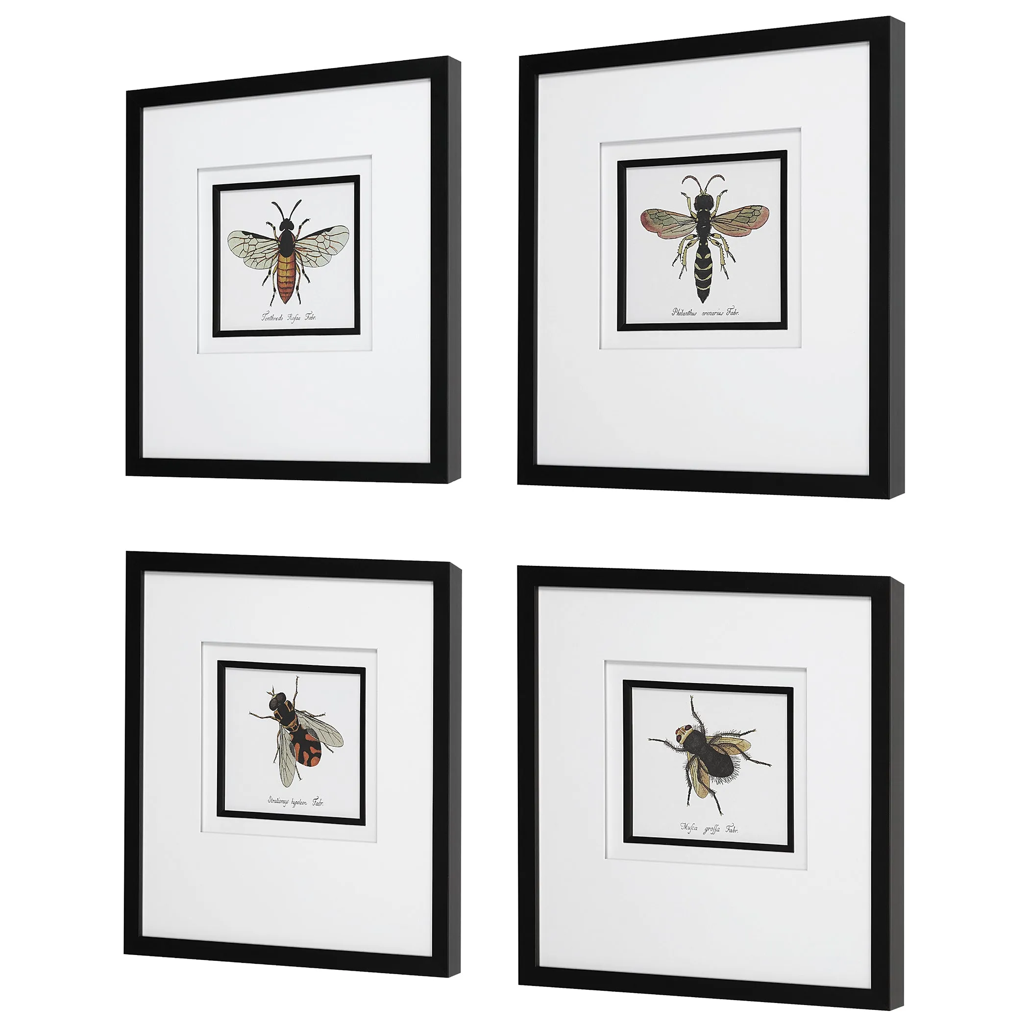 Uttermost Anthophila Framed Prints, S/4